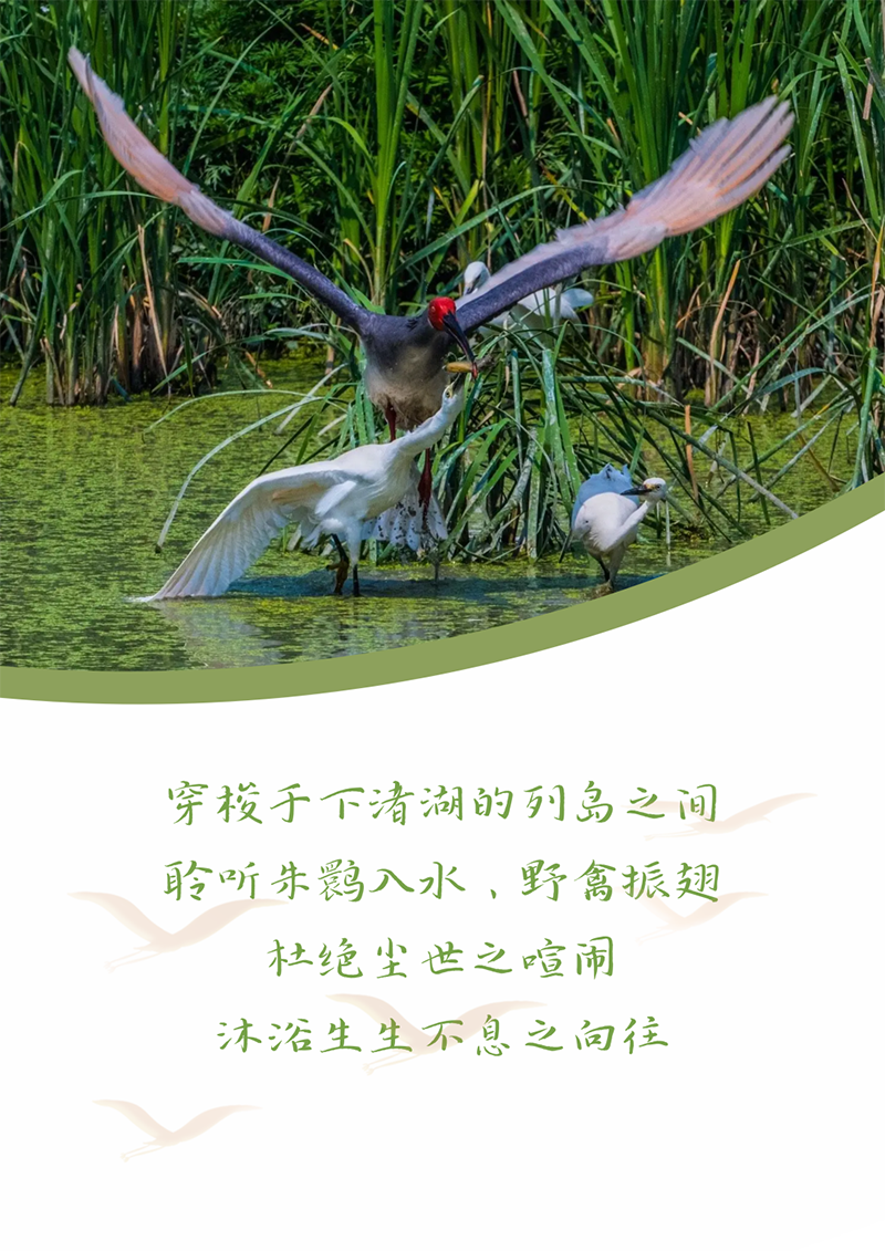 心心念廿 相伴ag旗舰厅官网入口 | 与德清相约 贺廿载诞辰